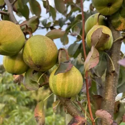 poire schweizer Hose sur l'arbre