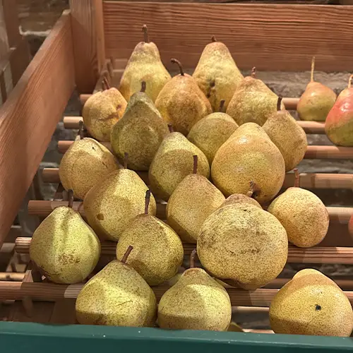poire soldat laboureur