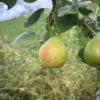 poire saint jean d'hardelot sur son arbre dans notre pépinière