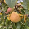 poire sucree de montluçon sur demi tige en pepiniere