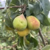 poire trapezitsa sur son arbre