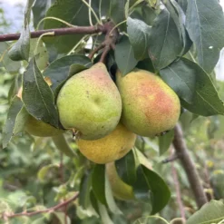 poire trapezitsa sur son arbre
