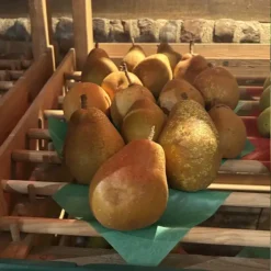poire triomphe de ronchin lors de l'exposition PomExpo 2025